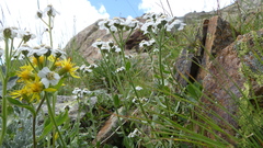 Achillea erba-rotta