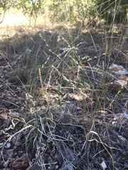 Panicum hallii
