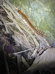 Scolopendra