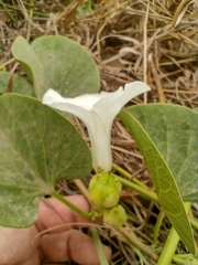 Ipomoea asarifolia