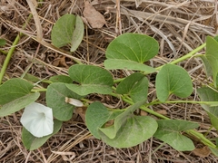 Ipomoea asarifolia