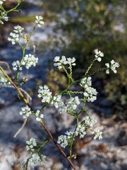 Polygonella