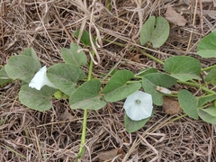 Ipomoea asarifolia