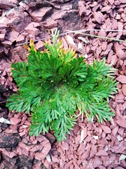 Selaginella