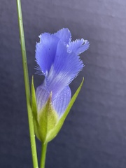 Gentianopsis virgata