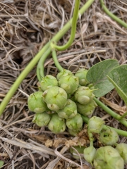 Ipomoea asarifolia