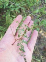 Vachellia farnesiana