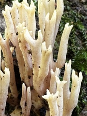 Ramaria stricta