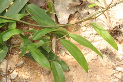 Dioscorea cirrhosa