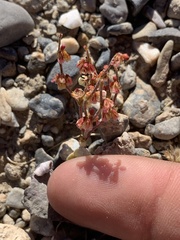 Eriogonum nidularium