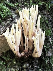 Ramaria stricta