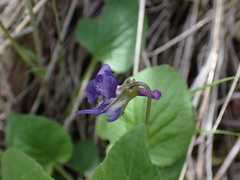 Viola adunca