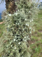 Usnea strigosa