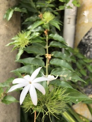 Jasminum multiflorum