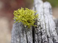 Letharia vulpina