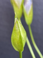 Gentianopsis virgata