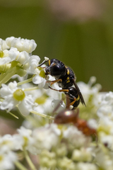 Ectemnius stirpicola