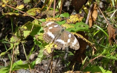 Argynnis sagana