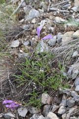 Penstemon fruticosus