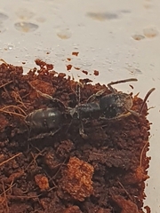 Ponerinae
