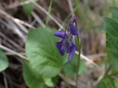 Viola adunca