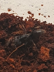 Ponerinae
