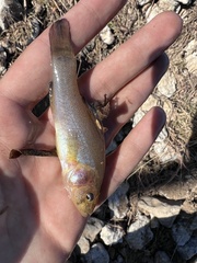 Aphredoderus sayanus