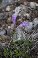 Penstemon fruticosus