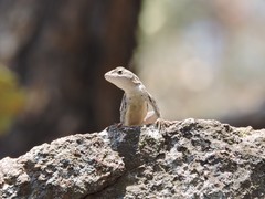 Sceloporus virgatus