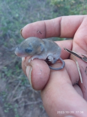 Peromyscus leucopus