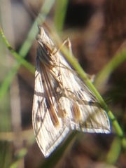Antigastra catalaunalis