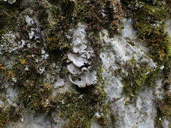 Dermatocarpon miniatum