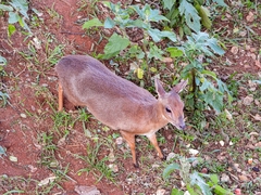 Nesotragus moschatus