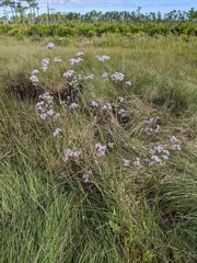 Hartwrightia floridana