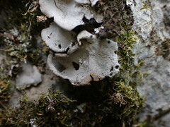 Dermatocarpon miniatum