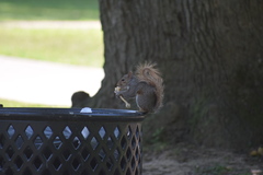 Sciurus carolinensis