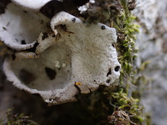 Dermatocarpon miniatum