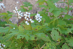 Actaea rubra neglecta
