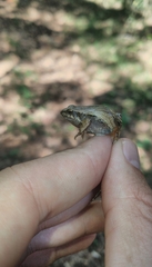 Physalaemus cuvieri
