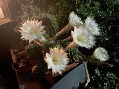 Echinopsis