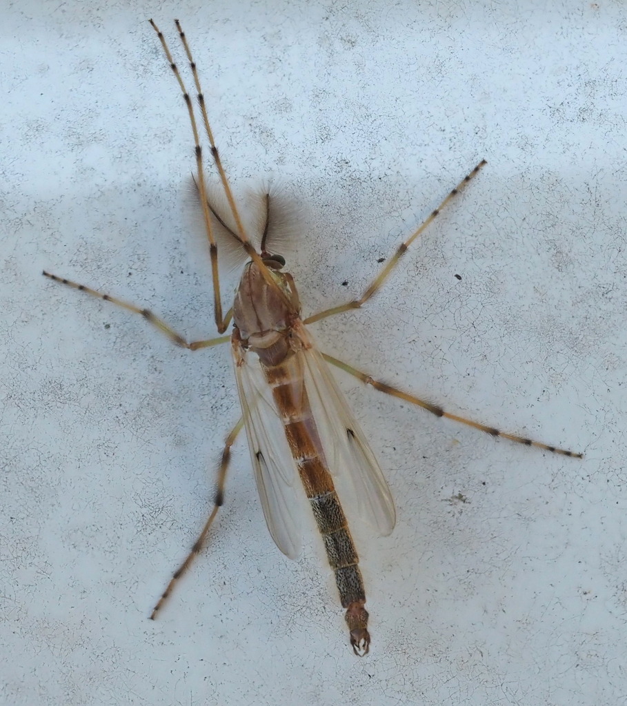 Chironomus Group