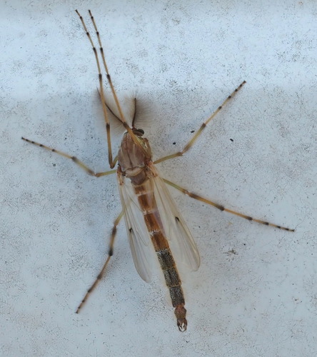 Photograph of Chironomus Group