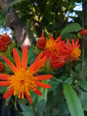 Pseudogynoxys chenopodioides