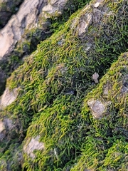 Bryum