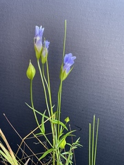 Gentianopsis virgata