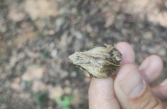 Physalaemus cuvieri