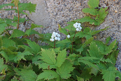 Actaea rubra neglecta