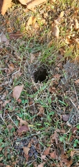 Ictidomys tridecemlineatus