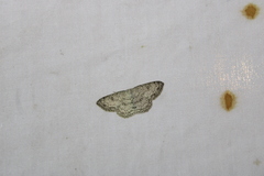 Cyclophora pendulinaria