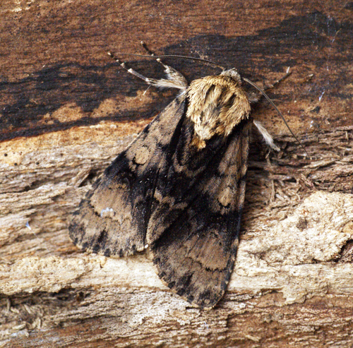 Alder Moth